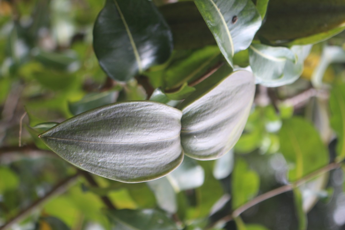 Cryptostegia madagascariensis Bojer ex Decne.